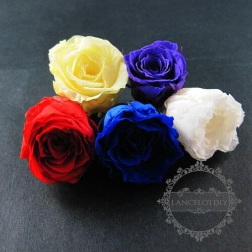 2-3cm red,blue,purple,white,yellow real dyed preserved rose blossom dry flower for DIY glass dome pendant charm 1503008