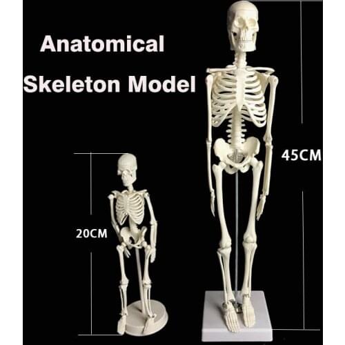 Human Anatomical Anatomy Skeleton Model Medical Learn Science Medicine Teaching Equipment Skull Model 45CM/20CM