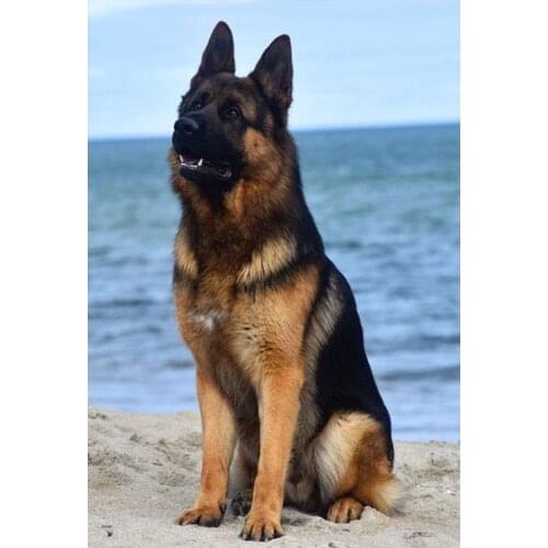 PDMDOG Full Square diamond painting German Shepherd 5d diy full drill animal diamond embroidery 3d round mosaic dog