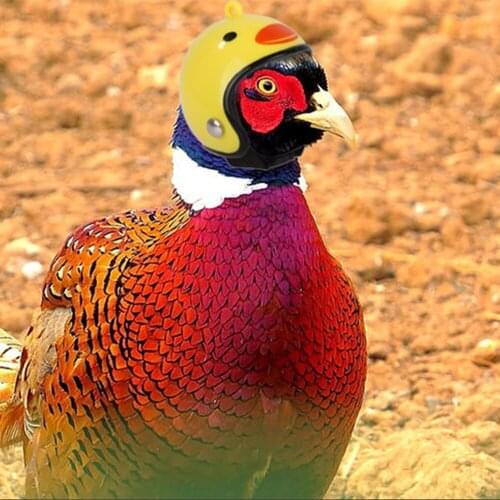 2PCS Small Pet Helmet Chicken Helmet Bird Duck Quail Hat Protective Helmet Doll Toy helmet decoration Pet Supplies