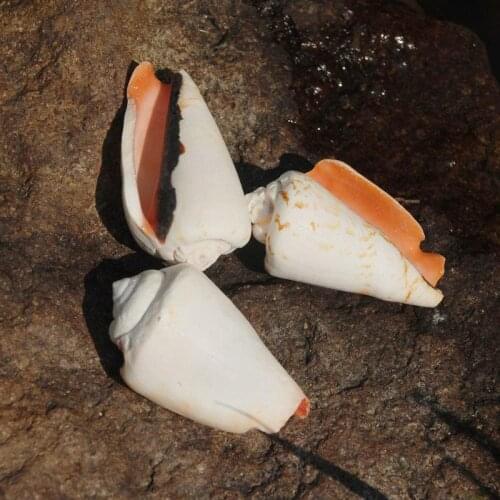 Natural conch shell snail aquarium fish tank landscaping decorative ornaments toys for children