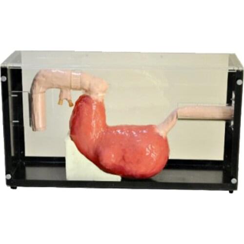 Gastroscopy Trainer Model Esophagoscope Training and Demonstration Model