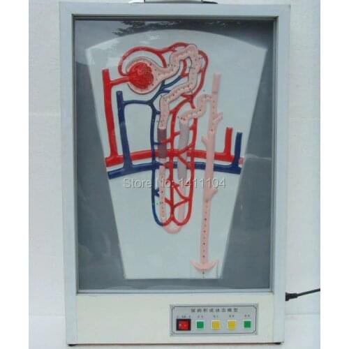 Free shipping&Urine formation, urinary system model, Teaching medical