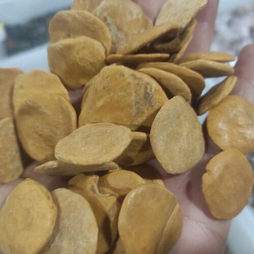 100g Rare Beautiful Natural Fossil Rough Stone Biscuits Shape Crystal Healing Specimen Minerals Home Desk Aquarium Decoration