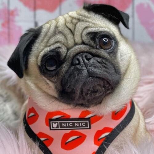 Sweet Rosy Lips Pet Dog Harness Leash Set for Small Medium Dogs Frenchie Bulldog Leashes Pug Harness Vest Leash Pet Products