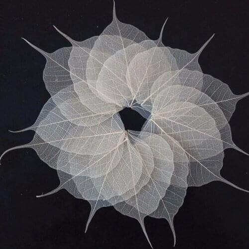 100pcs 8-12cm Dried Natural White Peepul Bo-tree Large-Tree Leaf Leaves Skeleton Wedding Party Home Mural Bookmark Jewelry Craft