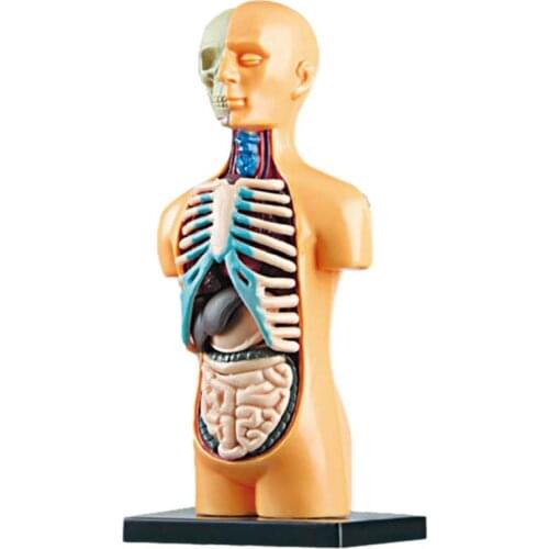 Human Torso Body Model Anatomy Human Body Organ Anatomical Model Medical Teaching Model Classroom Tools