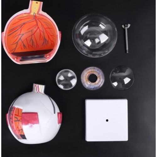 W3JD Human Anatomical Natural Eyeball Model Learning Aid Teaching Instrument