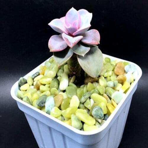 100g Natural Cobble Stone Fish Tank Accessoreis for Succulent Bonsai Wedding Home Decor Green PL007