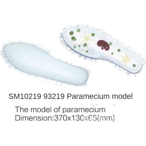 SM10219 3219 Sandal footworm model