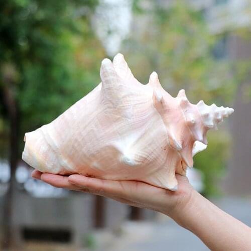 Natural Shell Large Conch Carmine Fish Tank Landscape Aquarium Decoration Props Home Display Crafts Sea Snail Decoration Crafts