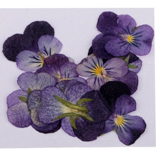 24 Pieces Natural Violet Real Dried Flowers Embellishments Nail Art Accessories For DIY Phone Case Resin Ornament Artificial