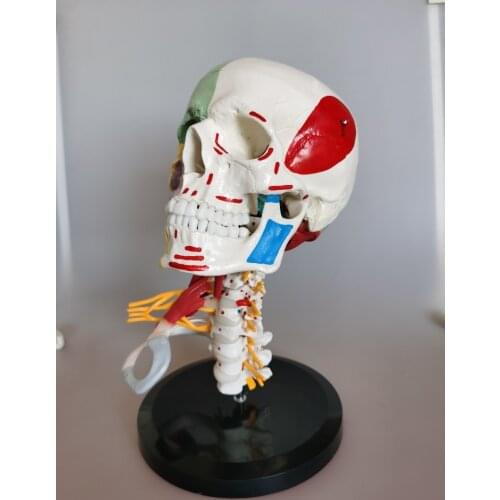 Color separation of skull and muscle starting and ending points and distribution model of spinal brachial plexus