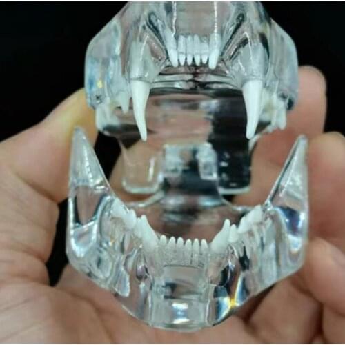Transparent Resin Feline Teeth Model Cat Teeth Model Cat Dentition Model