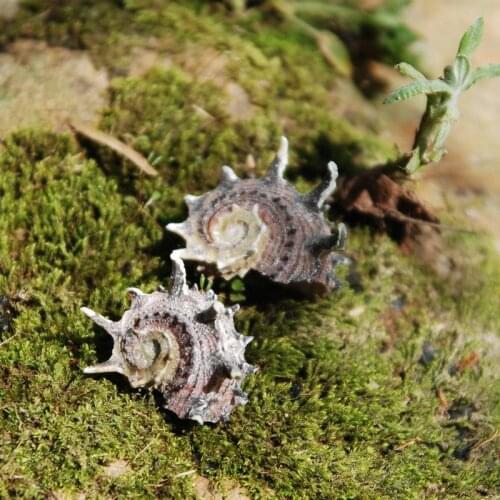 Natural conch shells and black coiled snail shell fish, hermit crab house collection of specimens