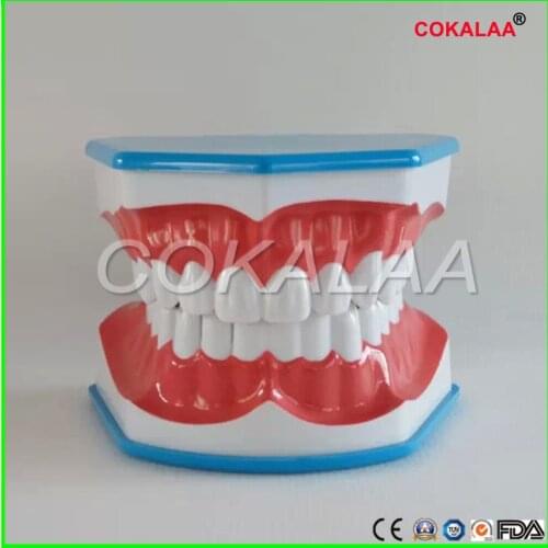 Teeth Brushing Model with tongue children Dentist student learning model