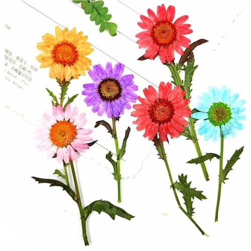 10pcs Pressed Dried Chrysanthemum Paludosum Stalk Flower Plants Herbarium For Jewelry Bookmark Phone Case Candle Postcard DIY