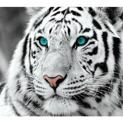 Witte tijger Diamond Painting