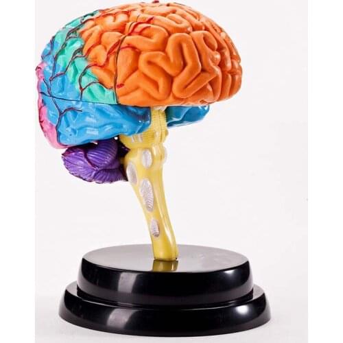 Brain professional set teaching AIDS brain deluxe experimental set