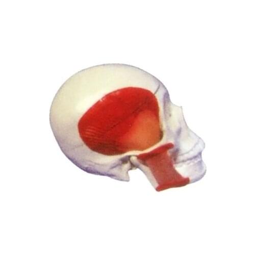 Skull model Attach muscle Medical education use model 19*18*23cm free shipping