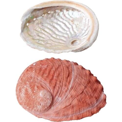 Australian Natural Red Abalone and Sage Storage Container Home Decoration New Zealand Abalone Shell