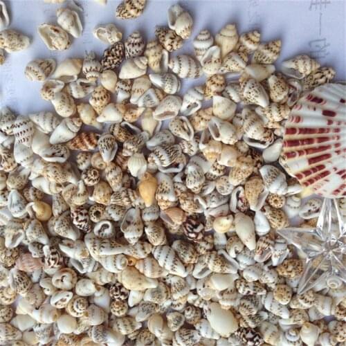 Natural Very Mini Sea Shell small sea conch 200pcs 0.9-1.5cm for DIY home wedding decoration Aquarium landscape Natural conch