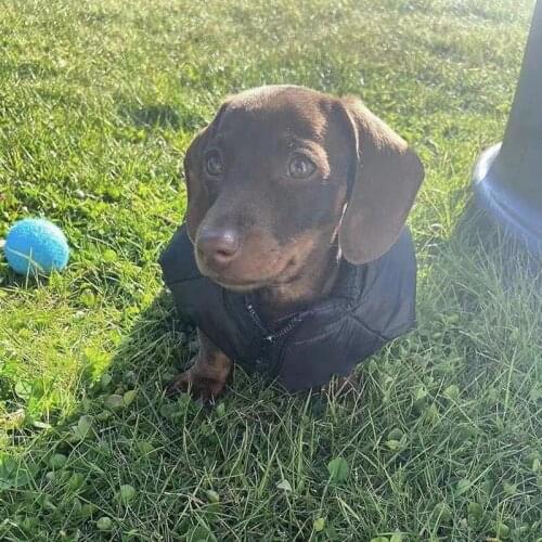 Fashion Pet Dog Down Vest Gilet Jacket Snowsuit Winter Warm Sweater Hoodie Coat For Small Medium Dogs Schnauzer Pug Yorkie YHC66