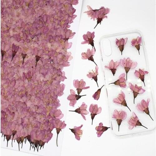 250pcs Pressed Dried Cherry Sakura Flower Plants Herbarium For Resin Jewelry Making Postcard Frame Phone Case Craft DIY