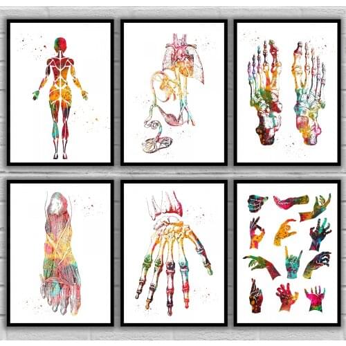 Female muscular System Fetus cardiovascular Foot Bones Foot Nerves Hand Bones Hand signs Anatomical Medical And Science Poster