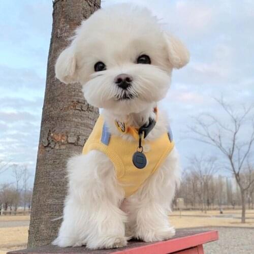 Small Dog Vest Puppy Coat Summer Cute Dog Clothes T-shirt Yorkshire Chihuahua Pomeranian Poodle Bichon Pet Clothing Outfits