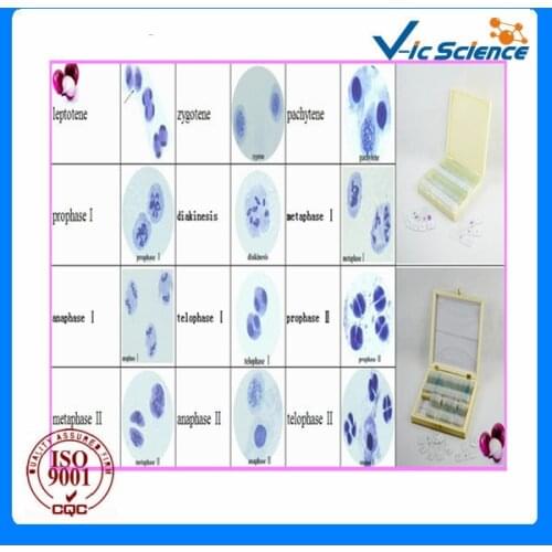 Meiosis and Mitosis prepared slides
