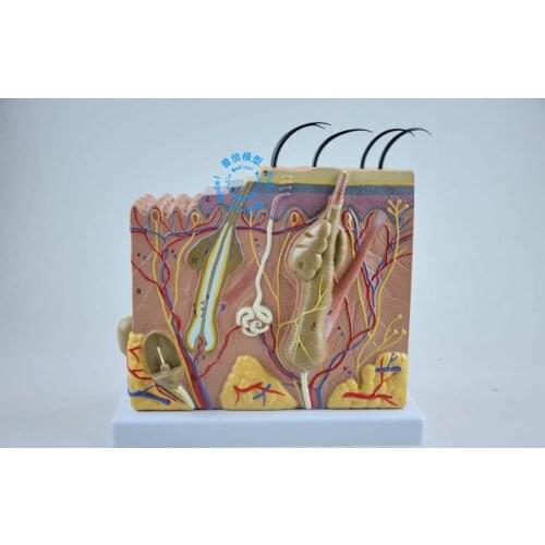 Free shipping&Stereo skin model, skin tissue structure 50 times magnification, human skin, medical use, art