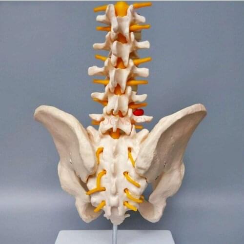 Pelvis with five-section lumbar vertebra joint model Skeletal nerve structure Hip coccyx structure mold Pelvic model