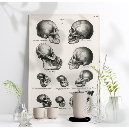 Human, Monkey & Ape Skulls Poster, Creature Anatomy Skull Vintage Art Prints Poster, Nordic Skull Pictures Doctor Office Decor