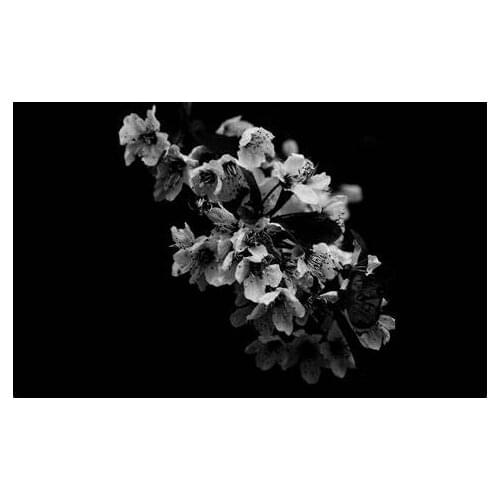 ORCHID FLOWER BLACK WHITE Art print Silk poster Home Wall Decor