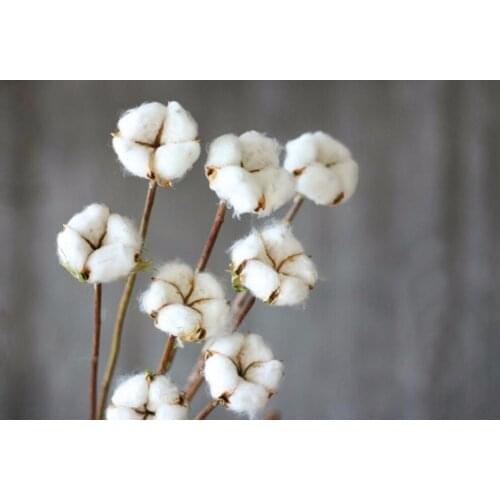 10pcs Natural White Preserved Cotton With Stems For Wedding Party Holiday Flower Bouquet Making Home Office Hotel Decoration