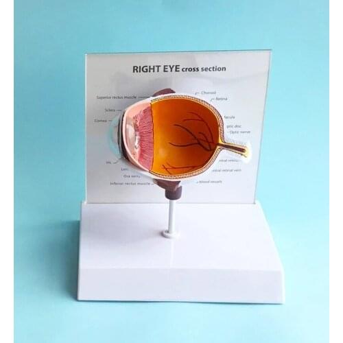 Human Anatomicals Right Eye Cross Section Anatomical Model anatomy skeleton anatomical medical training manikins