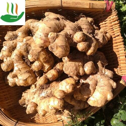 Fresh Yellow Turmeric, Cooking Ingredients, Postpartum Qi and Blood, Warm Body, Nourish Hair