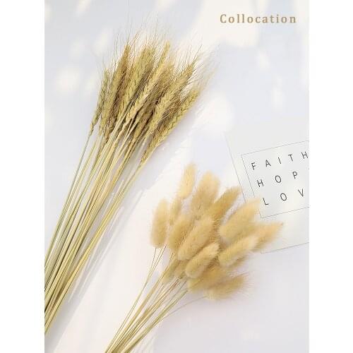 15pcs/Lot Natural Barley Wheat Tassel Rabbit Tail Grass Photography Accessories Photo Studio Props Background Backdrop Ornament