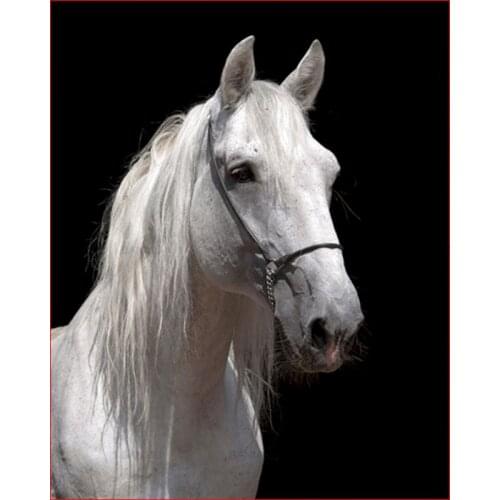 Little white horse Animals Diy Digital Painting By Numbers Acrylic Picture Hand Painted Oil Painting For Home Decor Art Picture