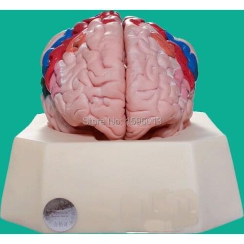 Functional Zones of Cerebral Cortex model, Partition model of cerebral cortex, cerebral cortex model