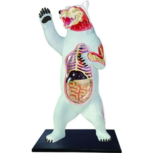 4D Children Puzzle Toys Animal Biology Bone Anatomy of Organs In White Bear Medical Teaching Model Model Building Kits Souptoys