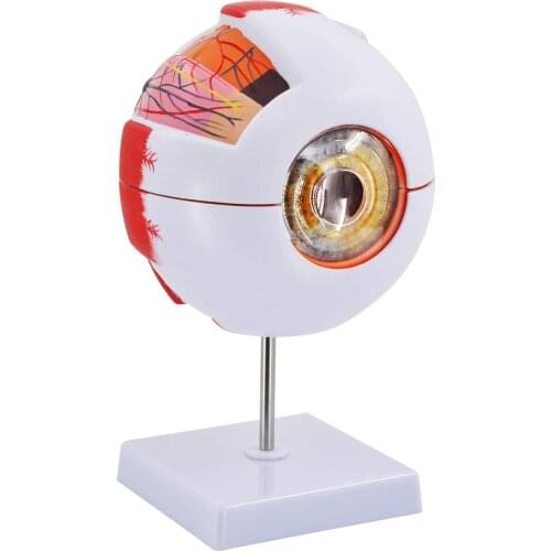 6X Human Eye Anatomy Model Eyeball Anatomy Model Human Eyeball Teaching Model Medicine Eyeball Internal Structure