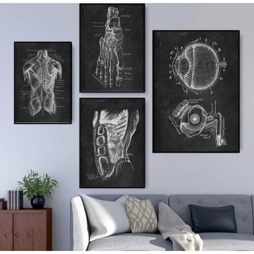 Skeleton Organ Muscular Human Anatomy Artwork Wall Picture Vintage Canvas Painting Medical Clinic Body Education Poster