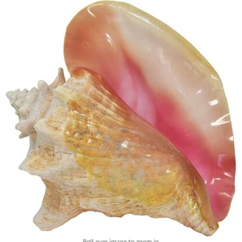Natural shell oversized conch carmine fish tank landscaping aquarium decoration props home furnishings crafts conch ornaments cr