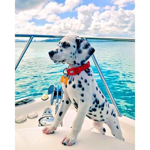 《Cute pet dog》 picture painting by numbers home decor birthday present quadros decorativos