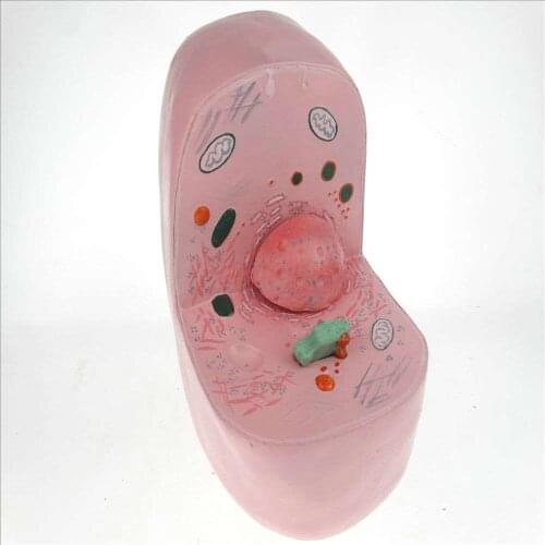 Cell sub-microstructure model Biological experimental equipment Middle school teaching instrument