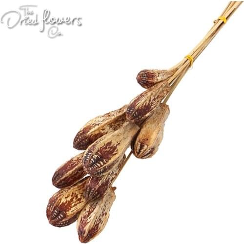 10pcs Natural Dried Mahogany Pod Natural Stem Natural Blue Purple Home Decor/Weddings Preserved Natural Plant Dry Plant