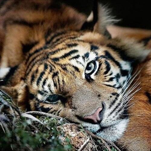 DIY Diamond Painting 41x53c Wolf Love Cross Stitch Household Decoration Needlework Diamond Embroidery Pattern Hobbies And Crafts