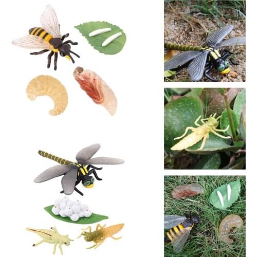 2Pcs Kids Animals Dragonfly Bee Growth Process Toy Playset Nature Role Play